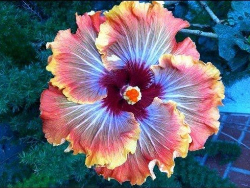exotická květina skládačky online