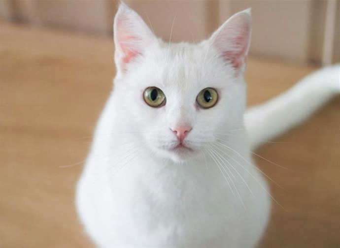 gatto bianco, gatto bianco puzzle online