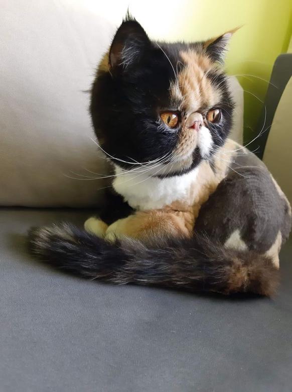 En vacker kattunge. pussel på nätet