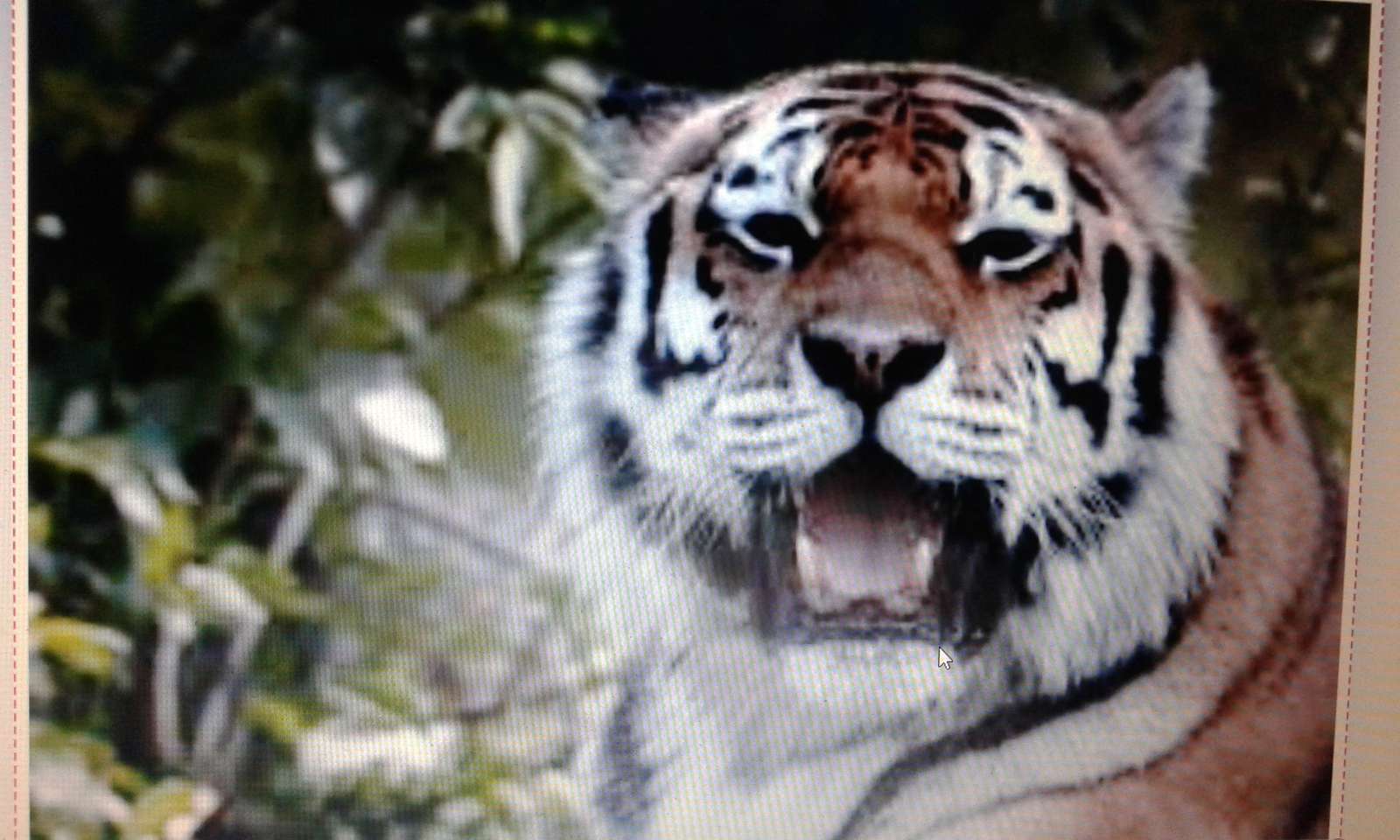 Оранжевый тигр онлайн-пазл
