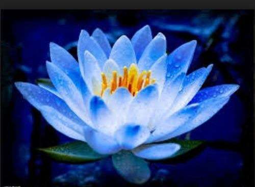 lotosový květ ---------------- online puzzle