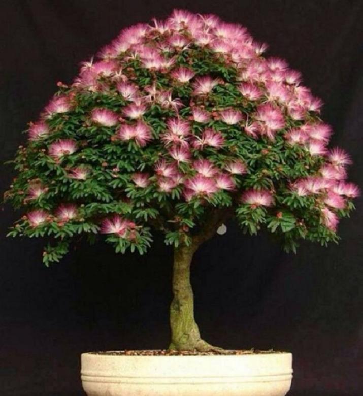 árvore bonsai quebra-cabeças online