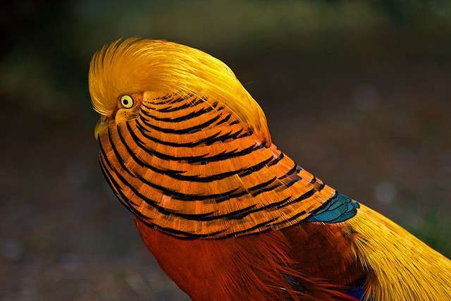 zlatý bažant pták z Asie skládačky online