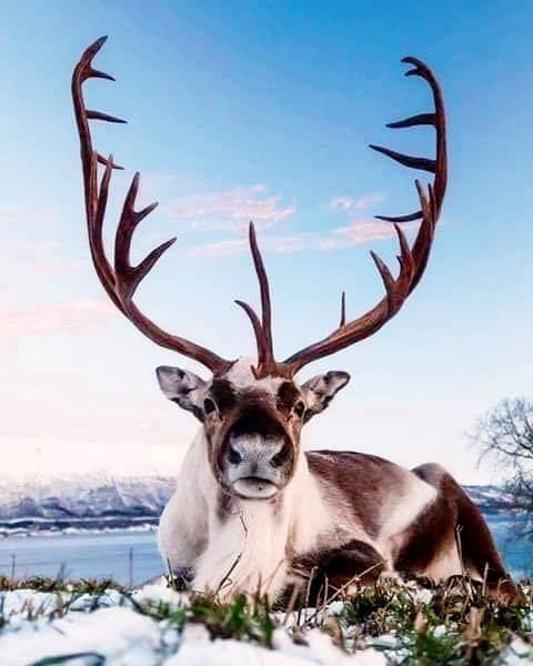 Impressive antlers. online puzzle