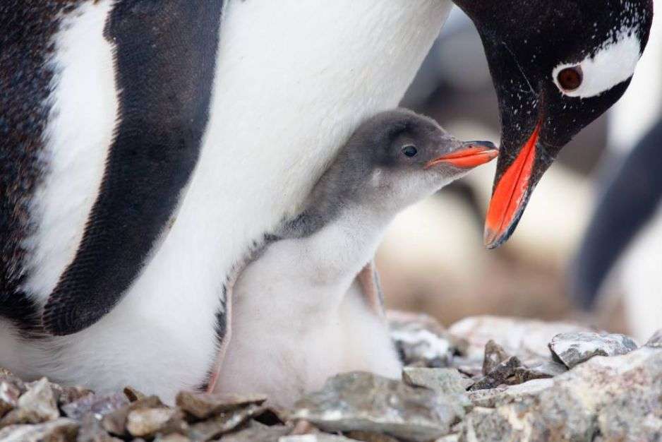 Părinte pinguin puzzle online