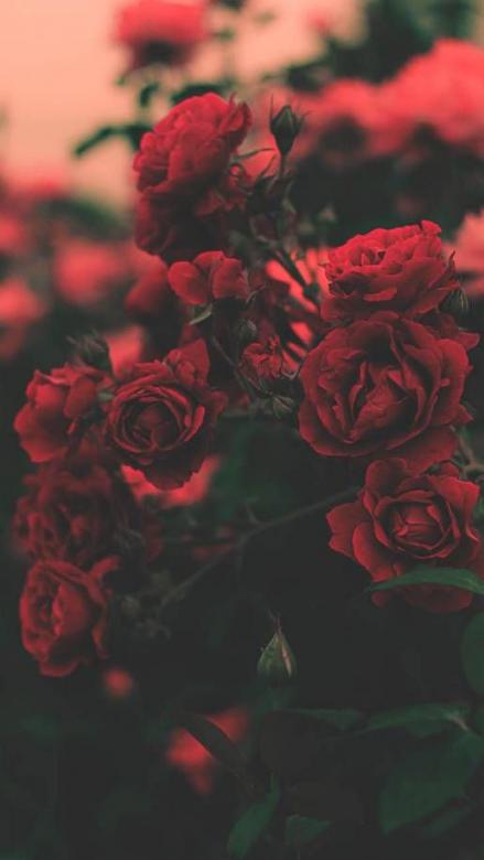 rosas caen rompecabezas en línea