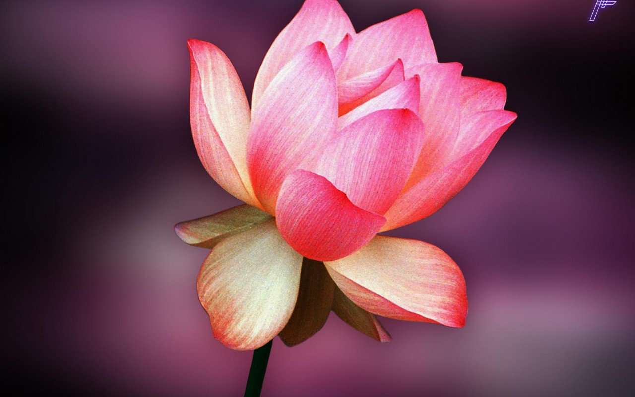 снимка на красиво цвете онлайн пъзел