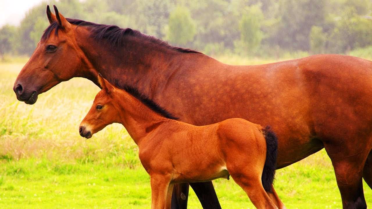 Mare and foal online puzzle