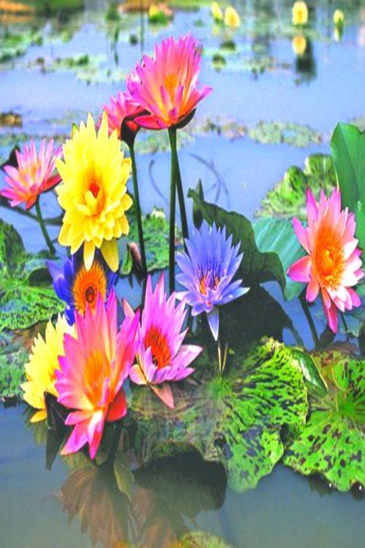 Blumen im Teich. Online-Puzzle