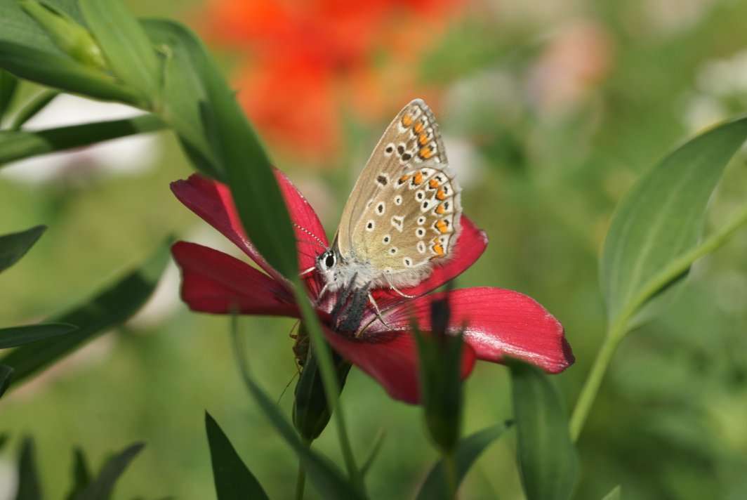 fleurs de papillon puzzle en ligne