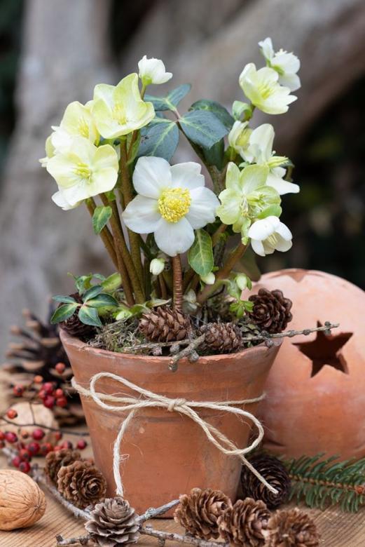 virágok karácsonyi virágcserép kirakós online