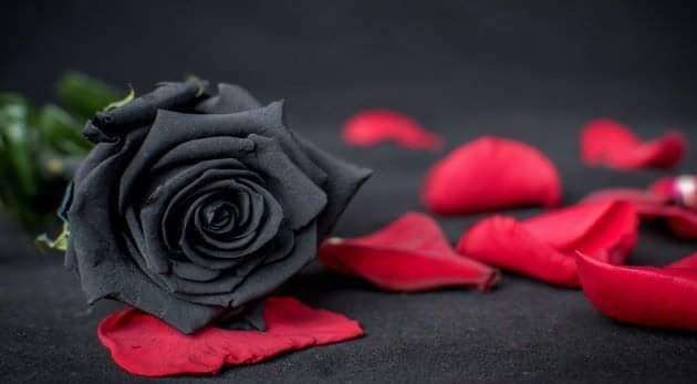 Svarta rosor har också sin charm Pussel online