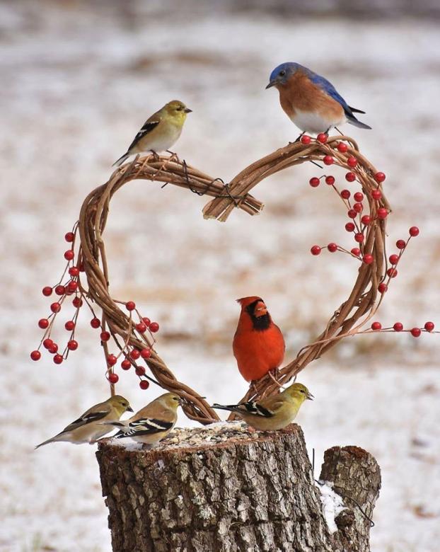 Трио на птици в сърцето онлайн пъзел