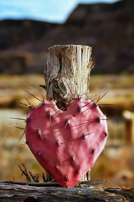 kaktus hjärta natur Pussel online