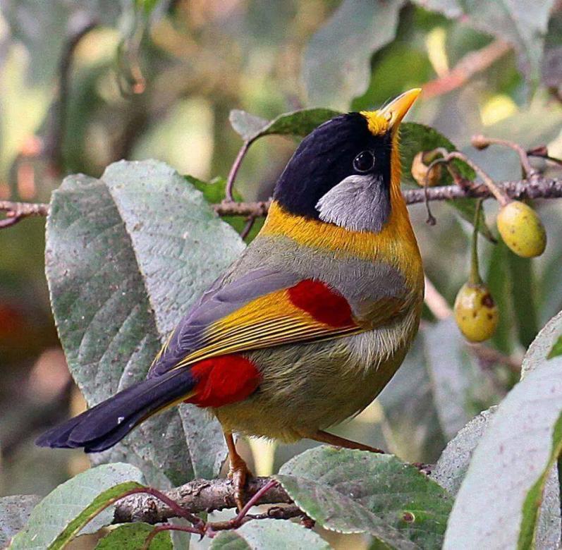 színes madár természet kirakós online