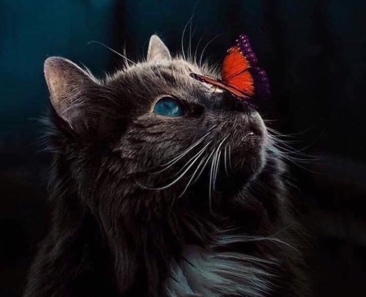 Pisica cu un fluture pe nas jigsaw puzzle online