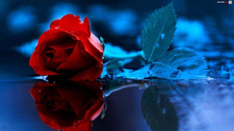 Červená růže online puzzle