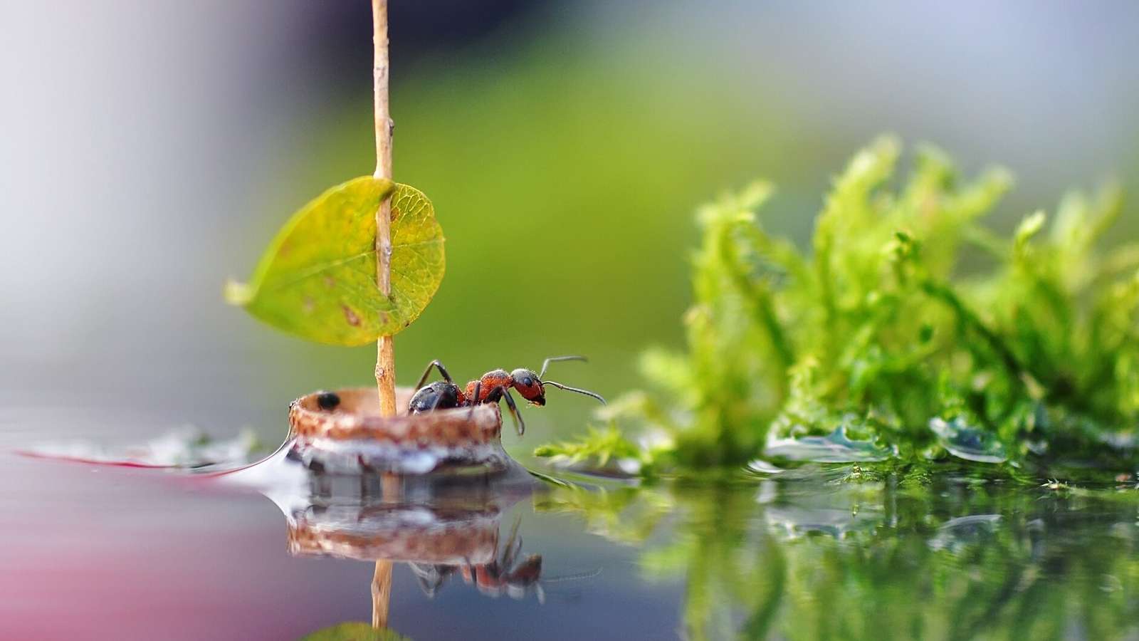 formica che galleggia su una barca puzzle online