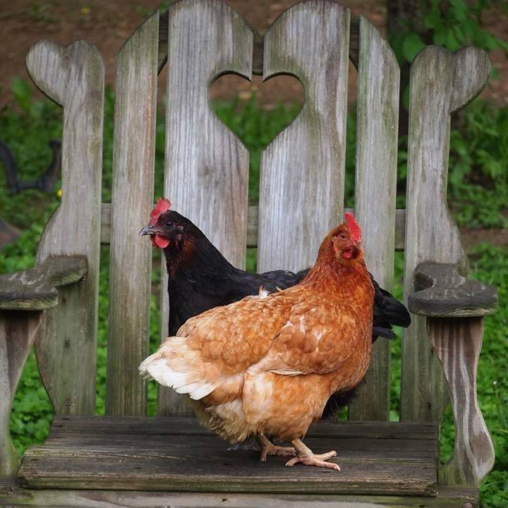 кокошки стол природа онлайн пъзел