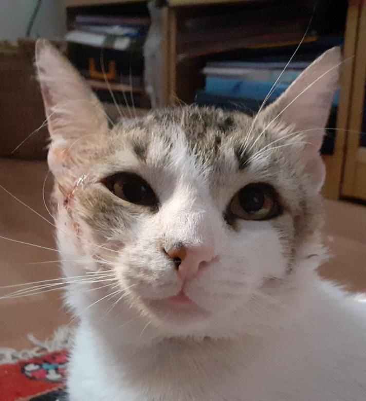 Ciccio - το γατάκι μας online παζλ