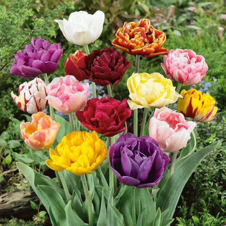 colorful tulips online puzzle