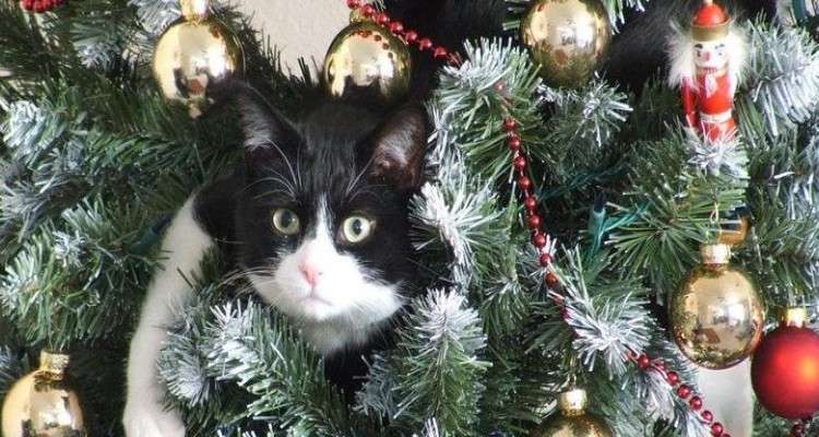 Gatito en un árbol de Navidad. rompecabezas en línea