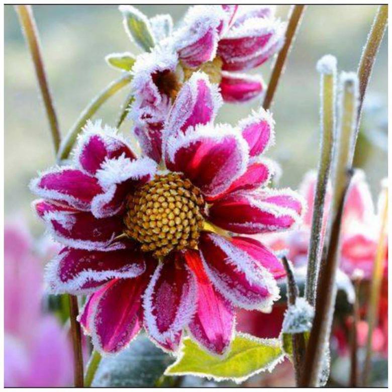 λουλούδια στον παγετό online παζλ