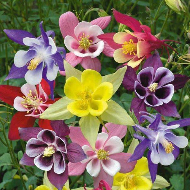 színes kerti virágok kirakós online