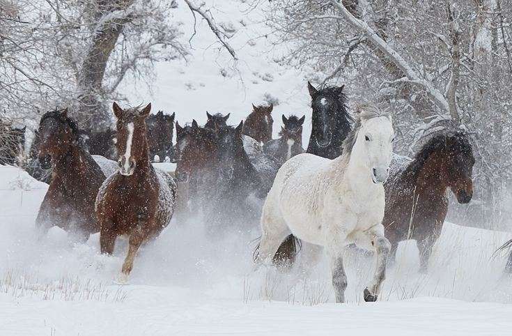 Лошади мчатся по снегу онлайн-пазл