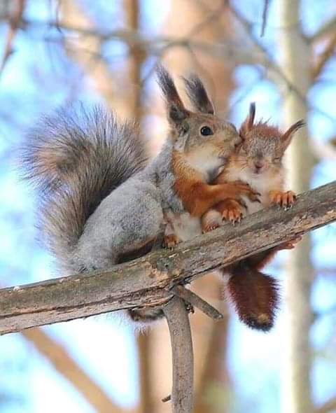Χειμερινοί σκίουροι στο δέντρο παζλ online
