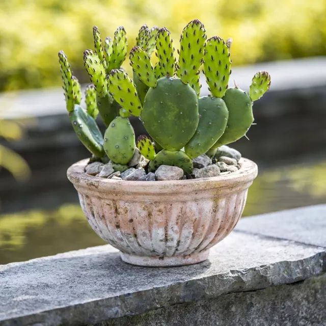 Cactussen in potten legpuzzel online