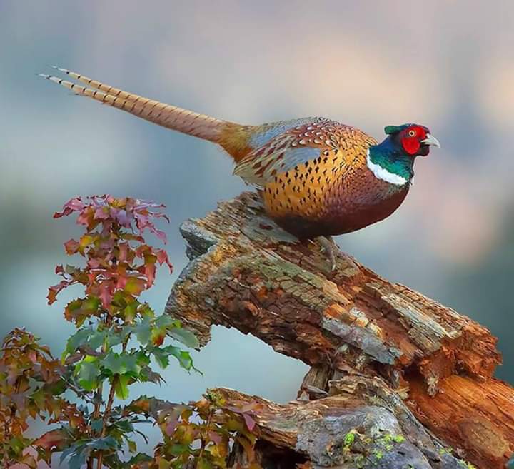 Bird Bazant tree pussel på nätet