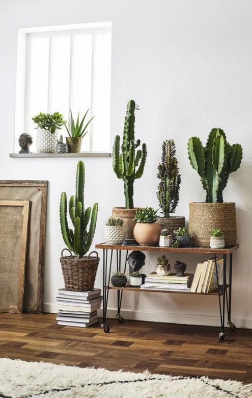 Sbírka kaktusů skládačky online