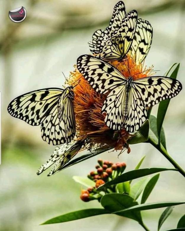 motýli květiny přírody skládačky online