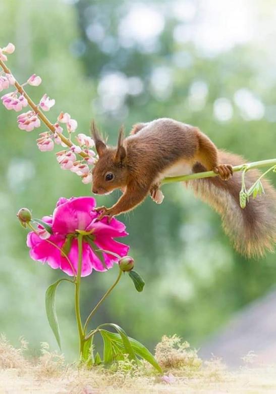 animals squirrel flowers online puzzle