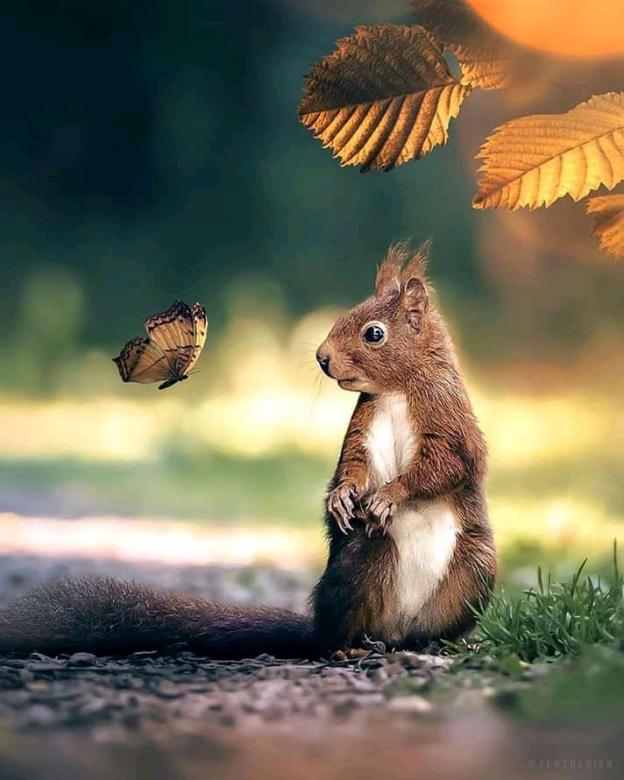 Eichhörnchen und Schmetterling Online-Puzzle