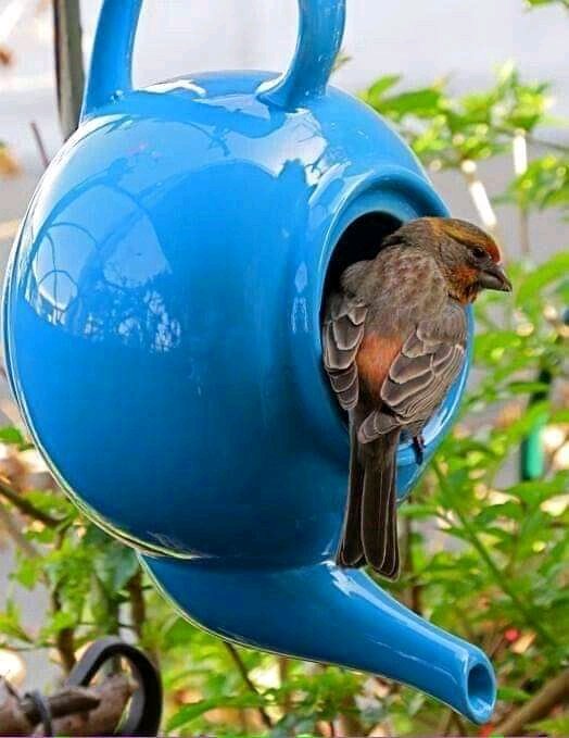 Modrý džbán pták skládačky online