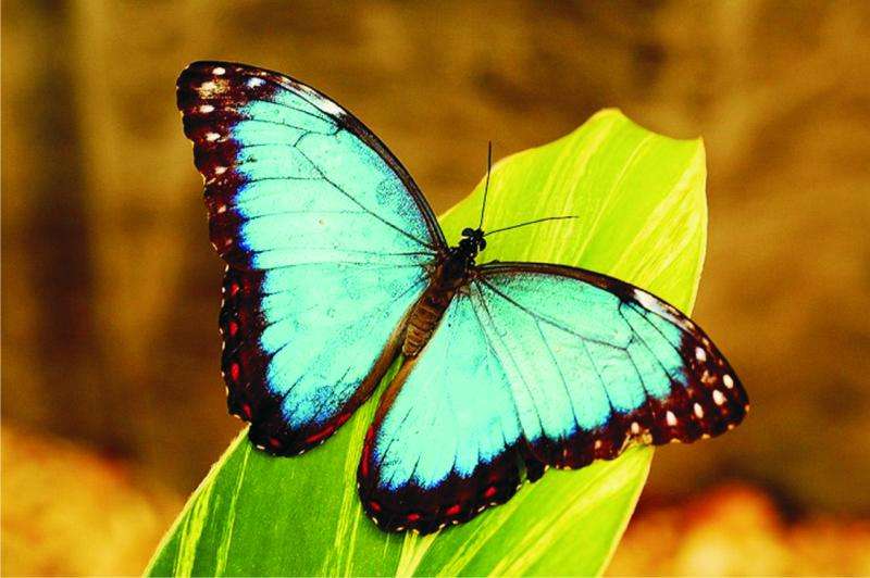 Papillon  онлайн пъзел