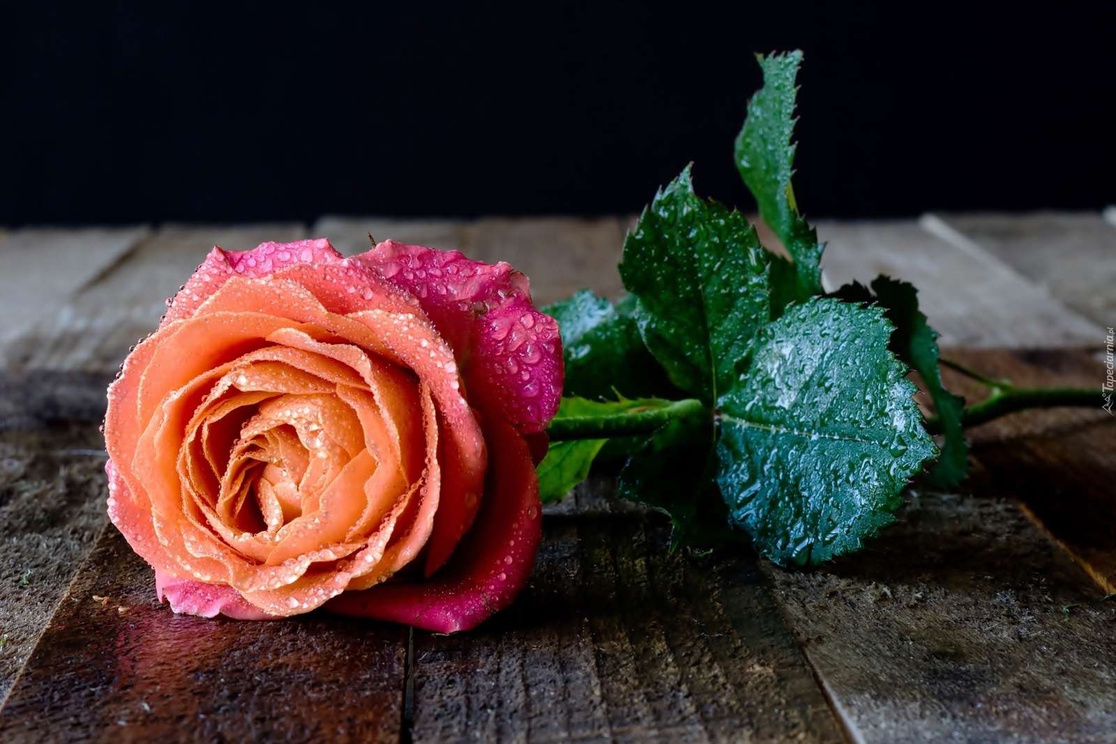-кольорові троянди в краплях на дошках онлайн пазл