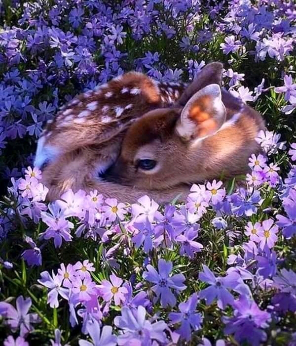Roe deer flowers online puzzle