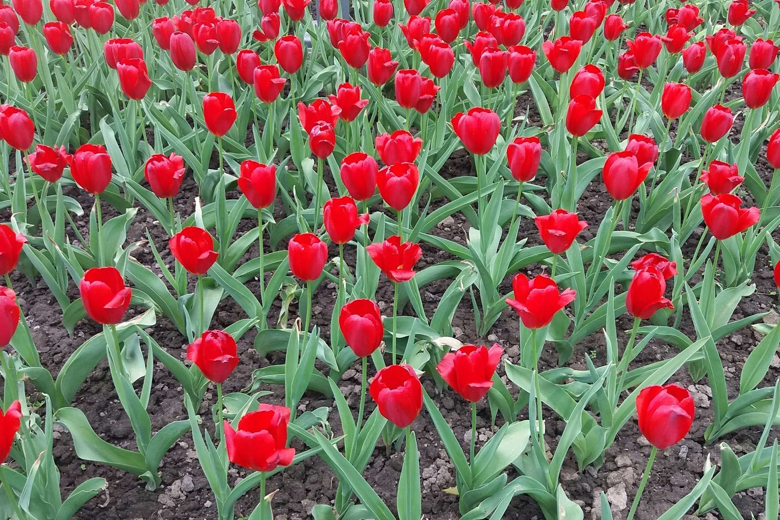 червоний тюльпан поле пазл онлайн