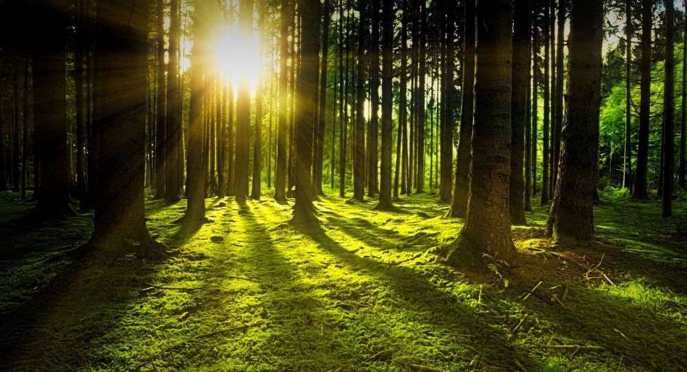 Wald mit der Sonne Online-Puzzle