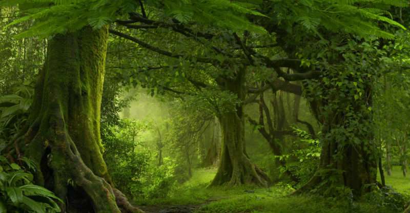grön skog Pussel online