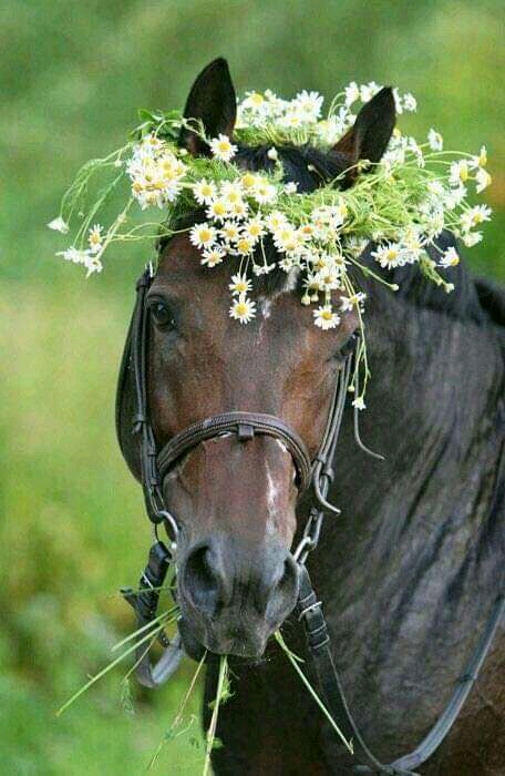 Λουλούδι άλογο online παζλ