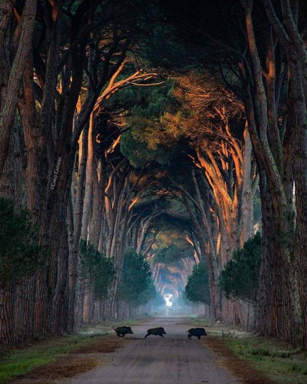 Национален парк Миглерино, Италия онлайн пъзел