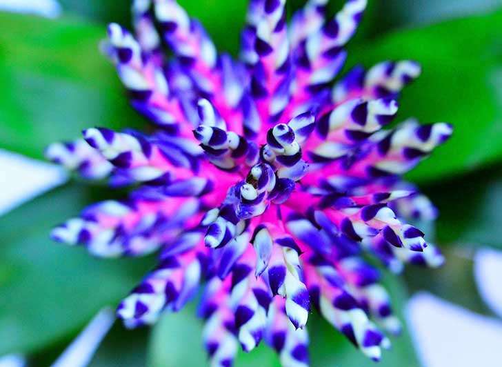 purple flower online puzzle