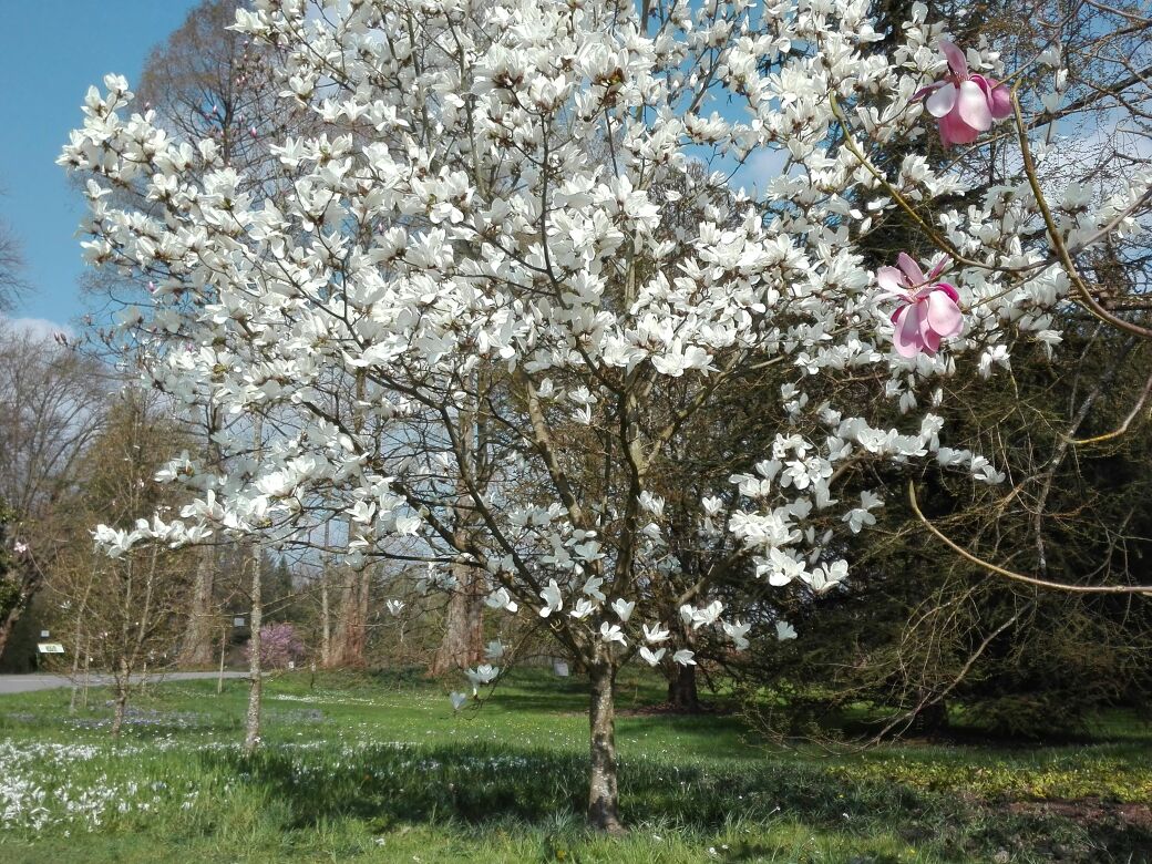 magnolia pussel på nätet
