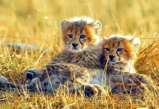 Cheetahs. legpuzzel online