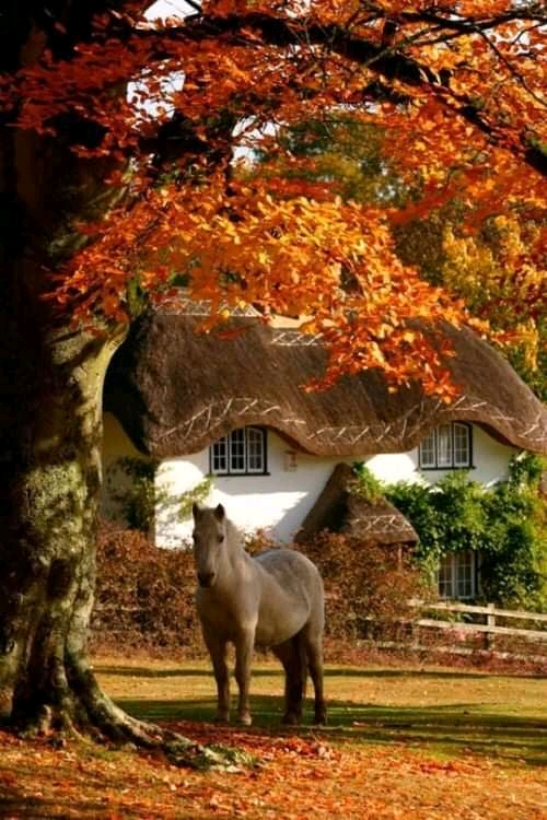 Chalupa kůň strom přírody skládačky online