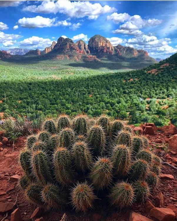 kaktusy příroda příroda skládačky online